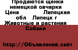 Продаются щенки немецкой овчарки › Цена ­ 10 000 - Липецкая обл., Липецк г. Животные и растения » Собаки   